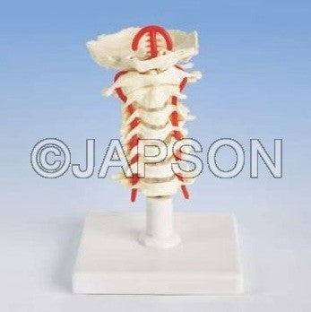 Human Cervical Spinal Column Model Human Cervical Spinal Column Model